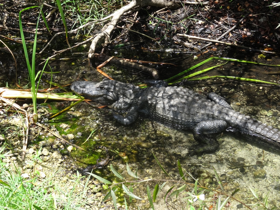 Parc National des Everglades Shark Valley (à vélo)