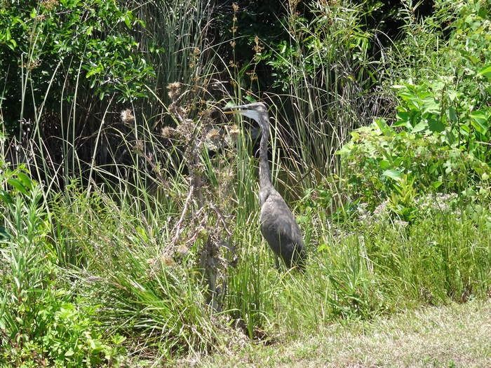 Parc National des Everglades Shark Valley (à vélo)