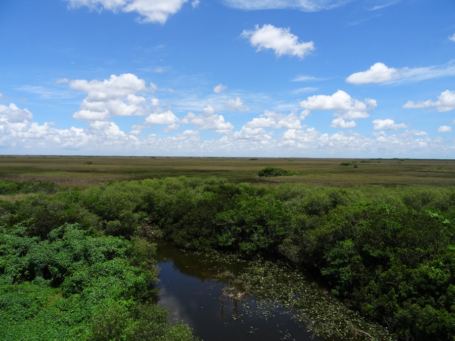 Parc National des Everglades Shark Valley (à vélo)