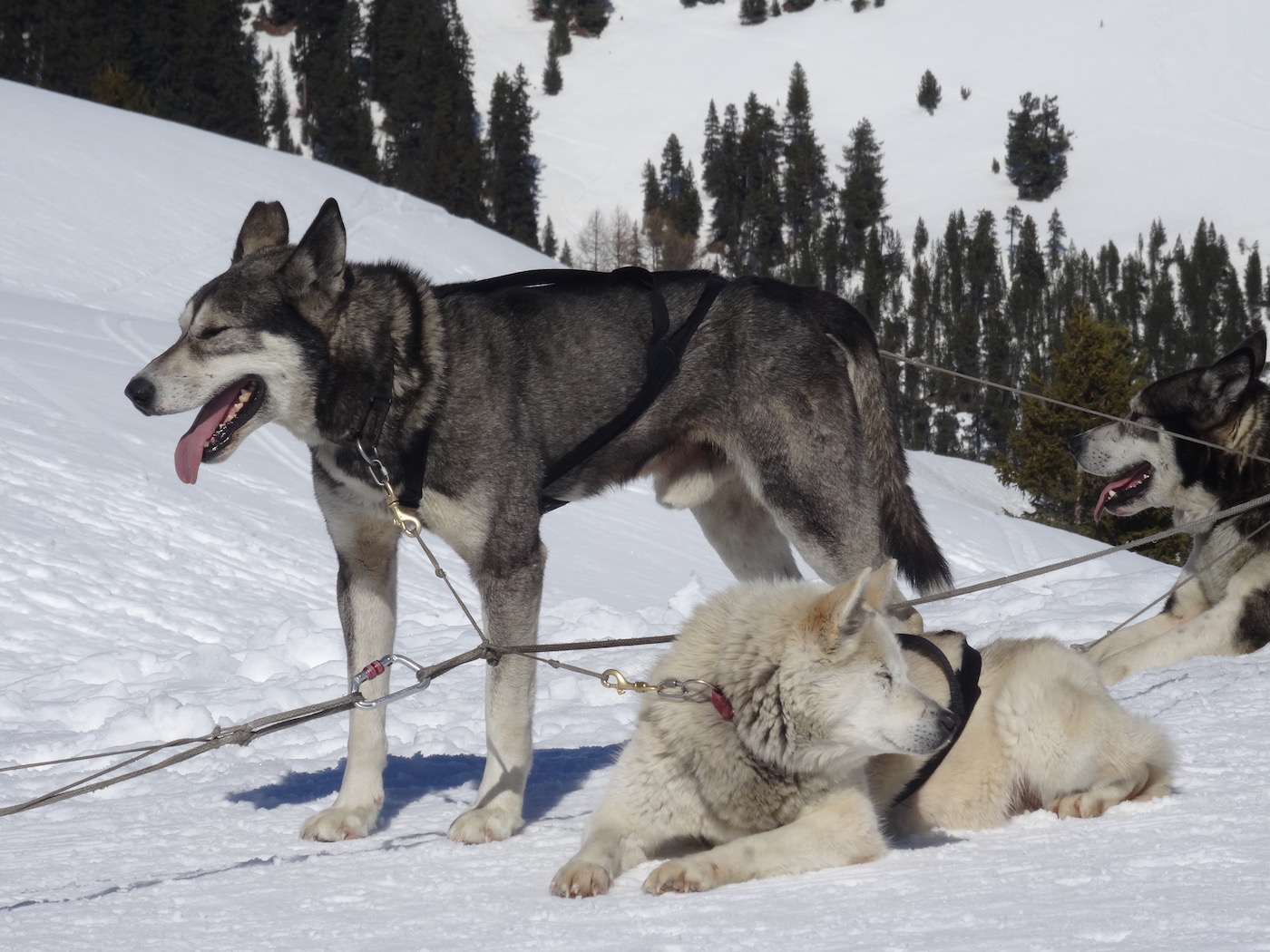 chiens de traineaux