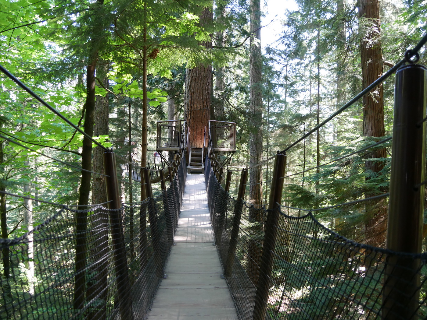 Treetop