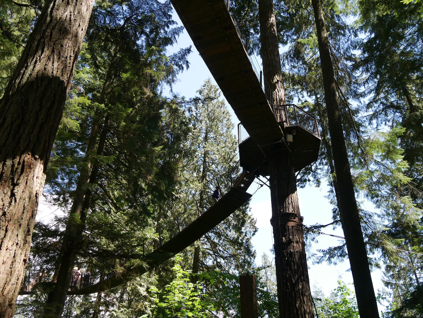 Treetop