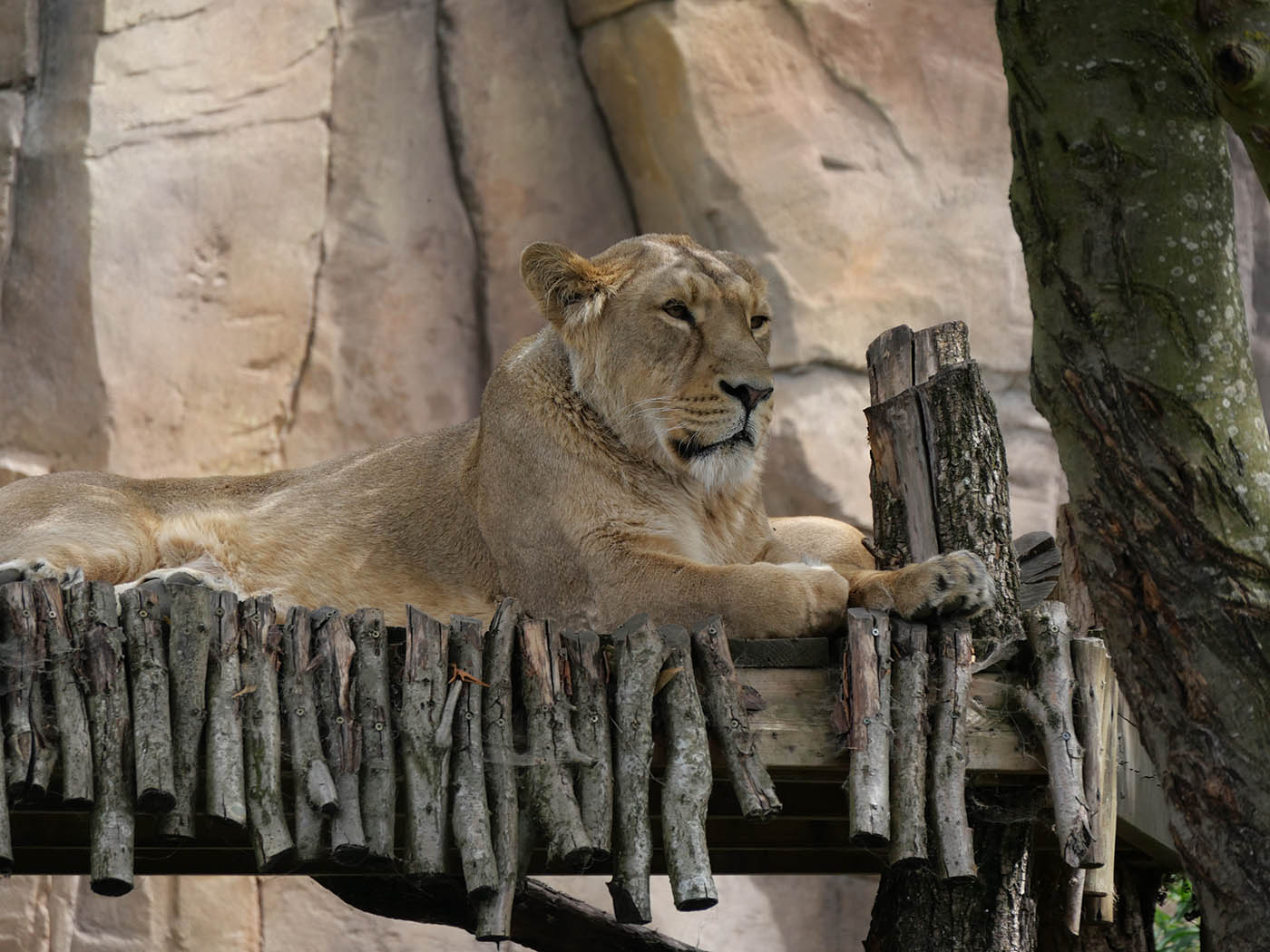 animaux du Zoo de Londres