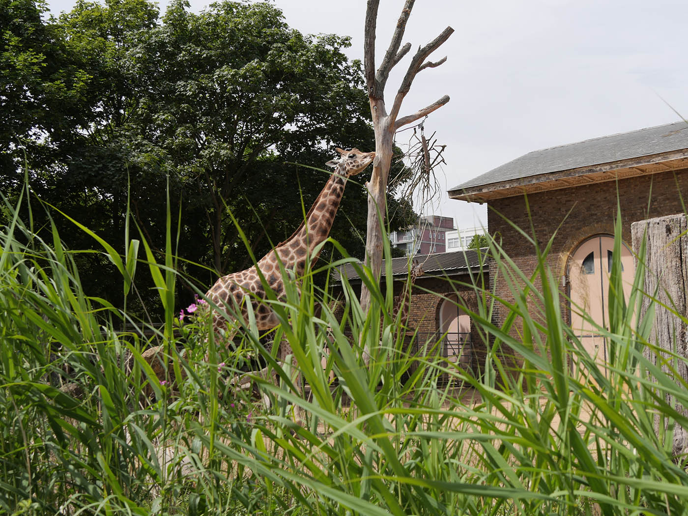 Girafe