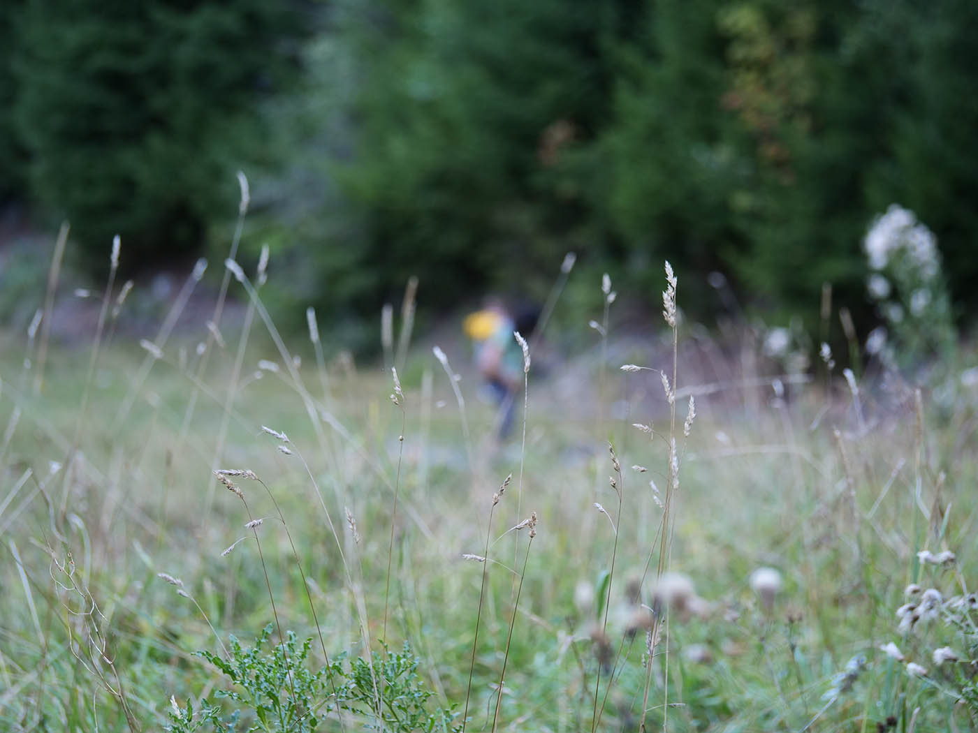 bokeh zoom Panasonic
