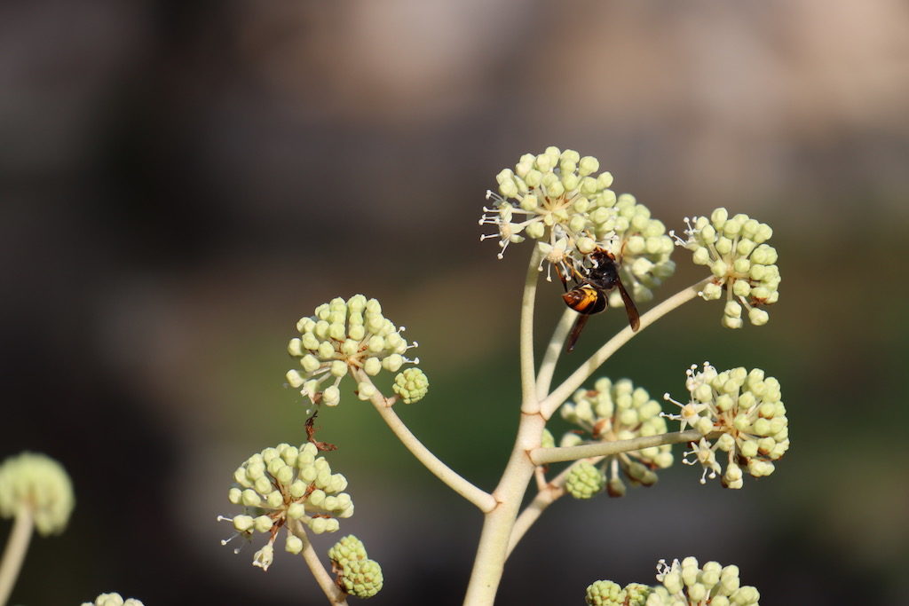 Gros plan Macro Photo