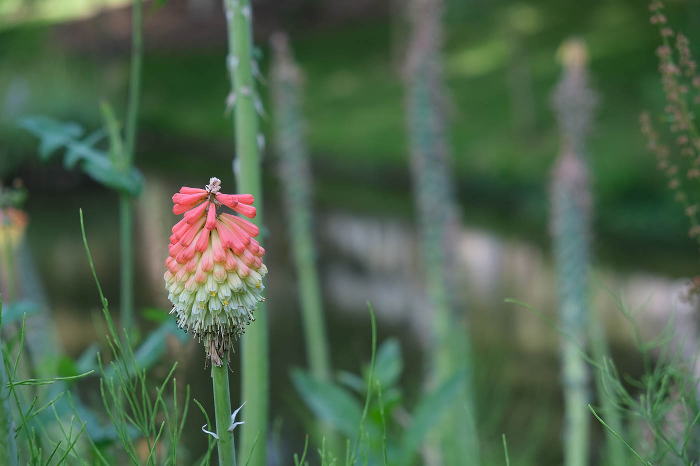 Fuji XT30 bokeh