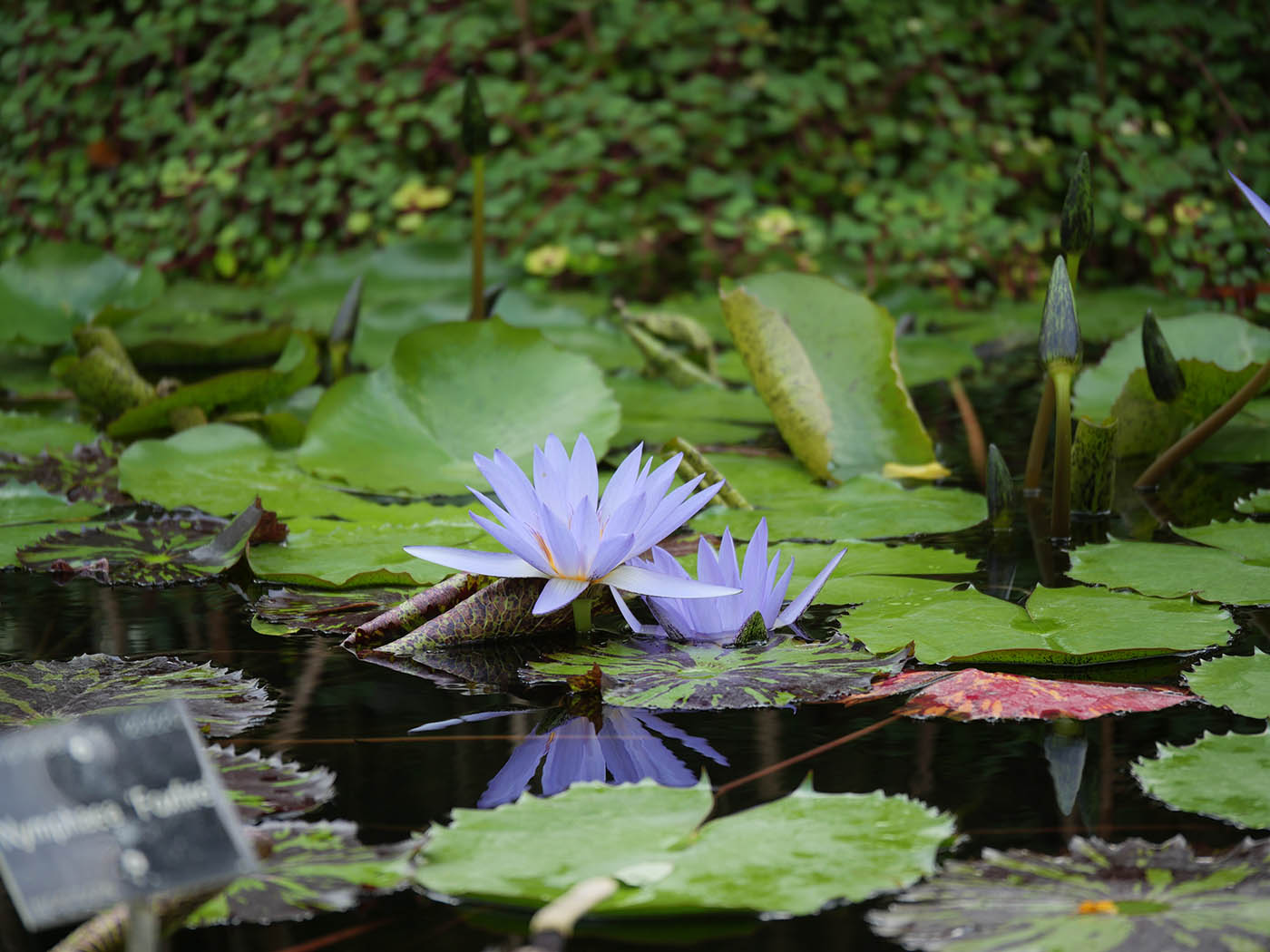 Panasonic 35 100 2.8 test