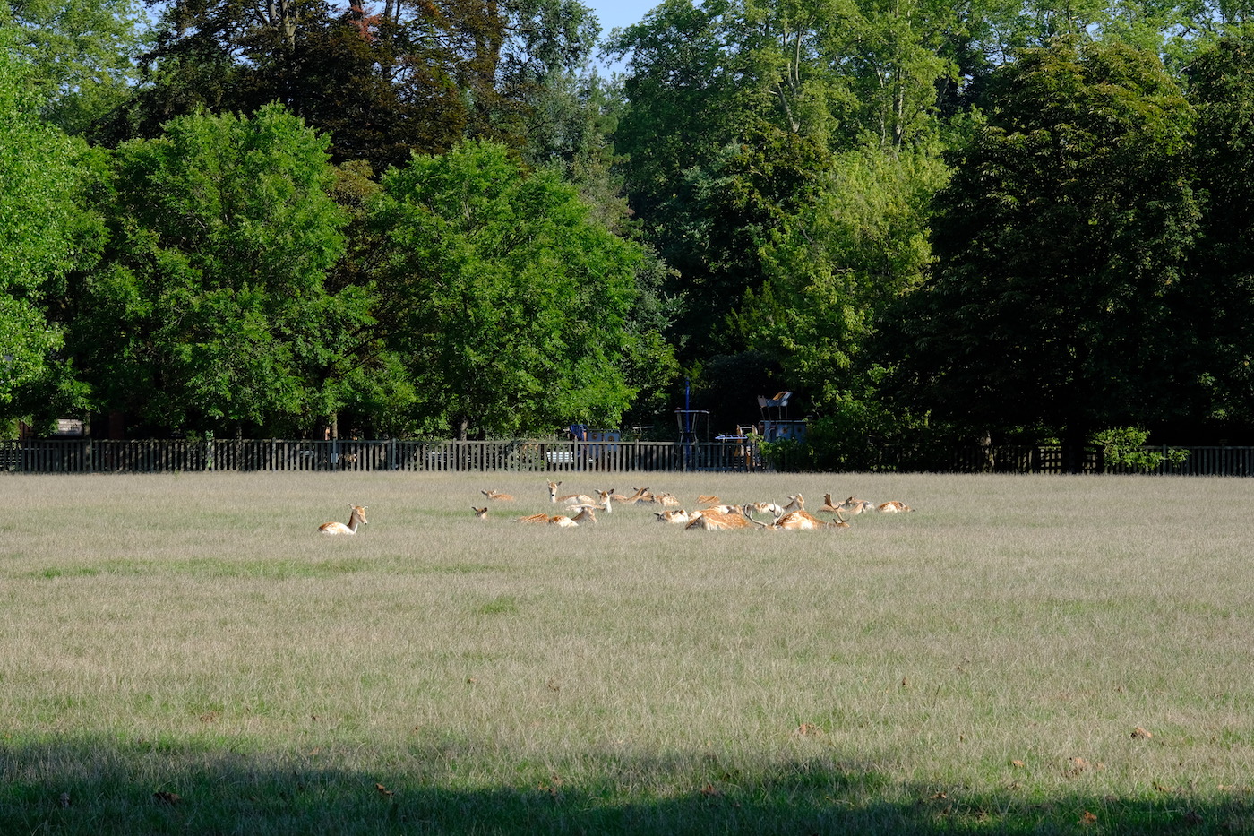 Parc aux Daims - Lyon