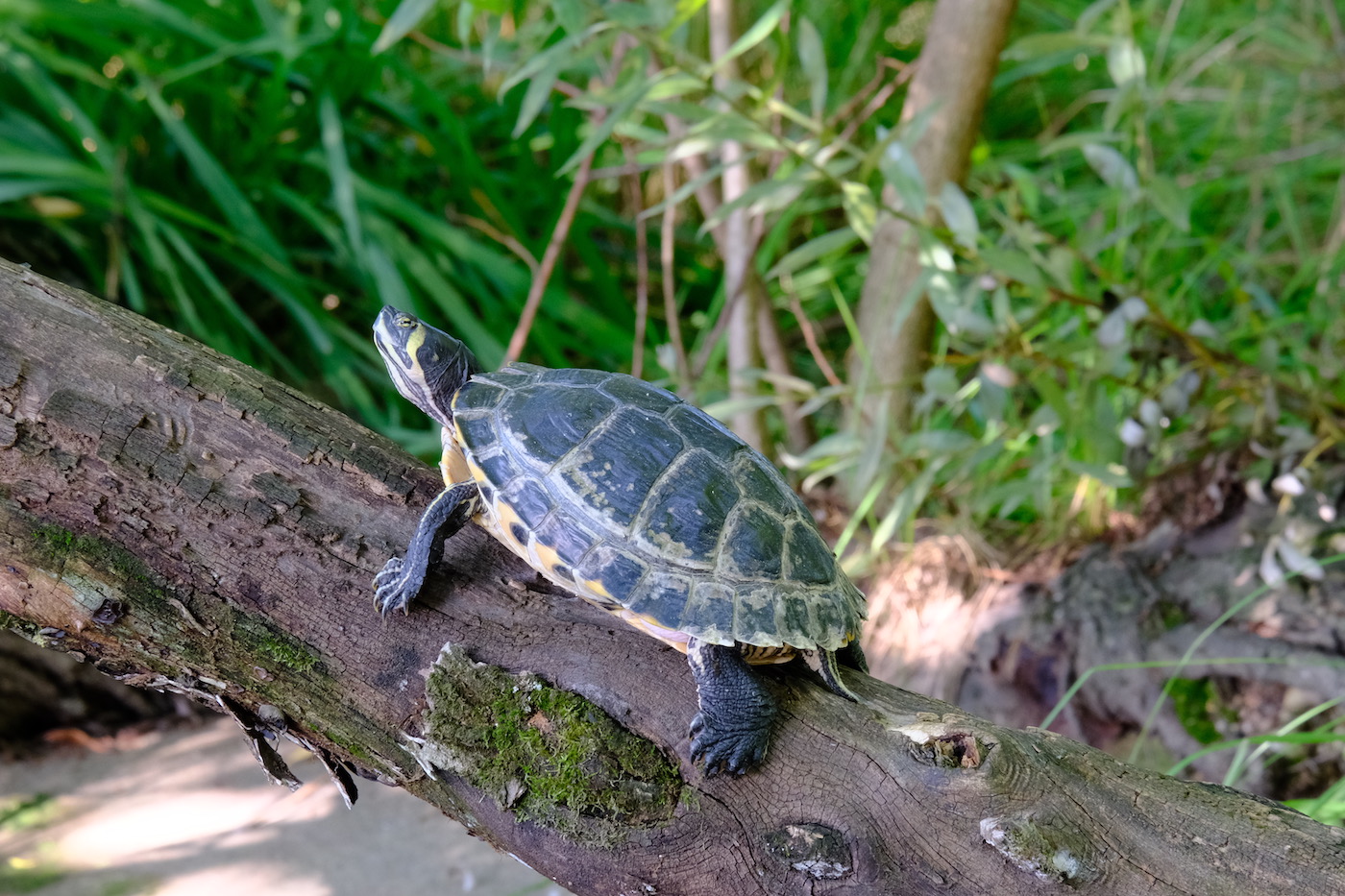 gros plan tortue Parc Tete d'Or - Lyon