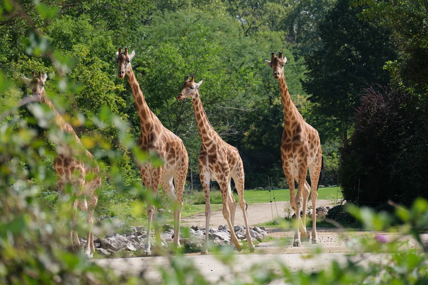 photo animaux Girafes