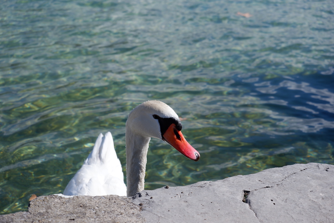 photo cygne objectif Fujifilm