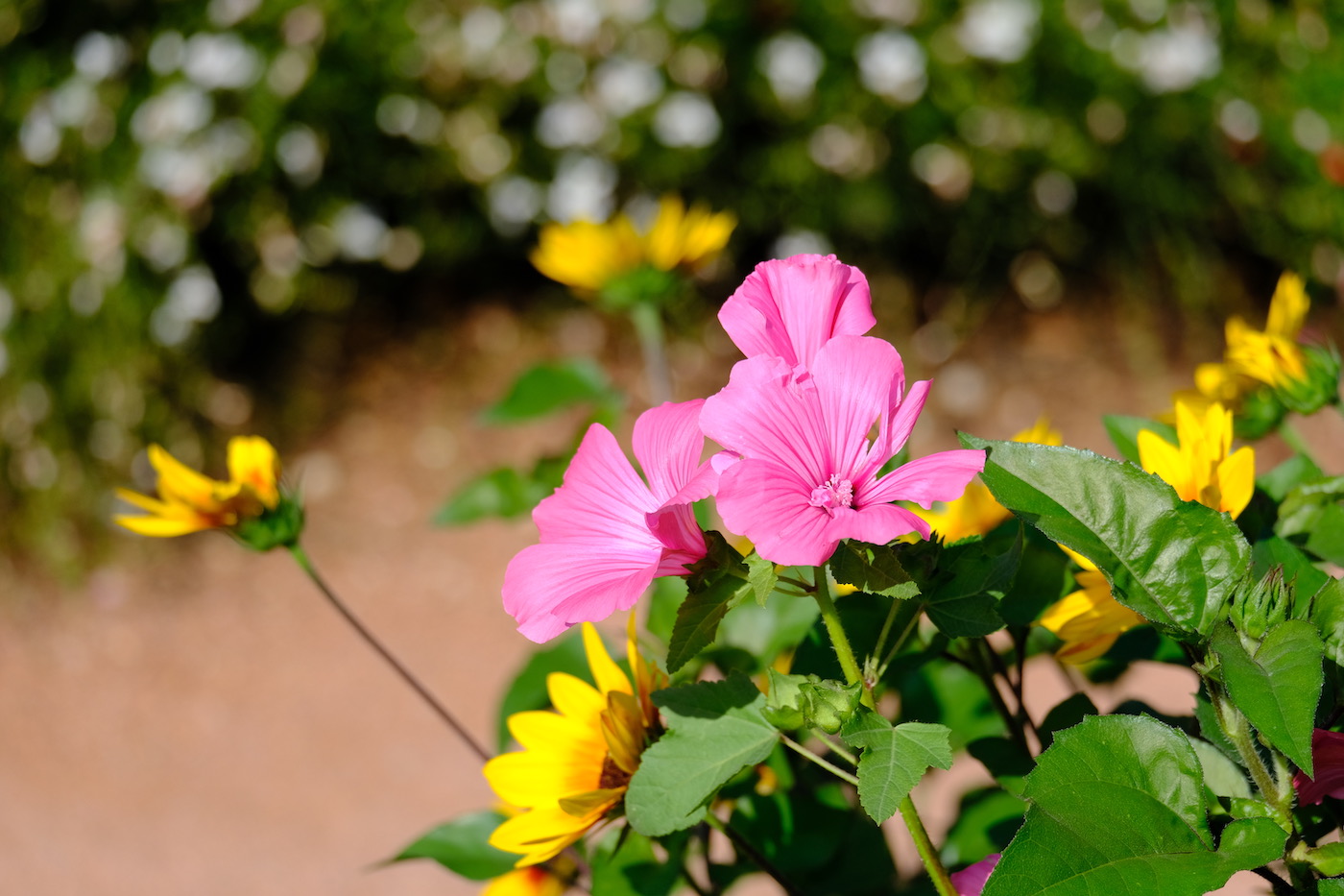 photo fleur