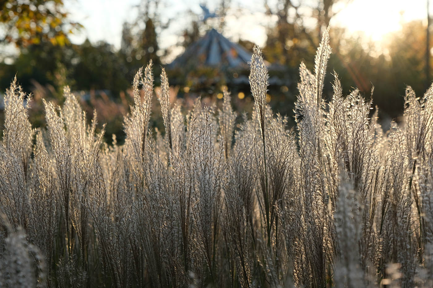 photo avec belle lumière des hautes herbe en été en fin de journée