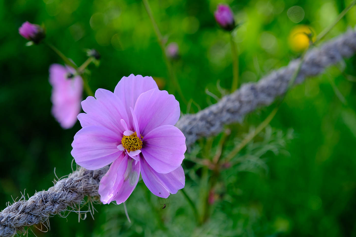 magnifique bokeh avec le Fujifilm XF 16-80 mm