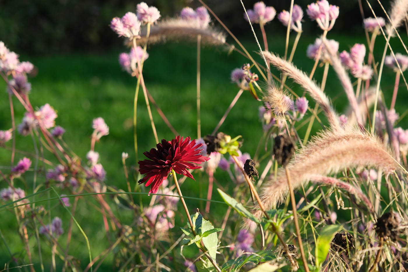 photo de fleur prise avec Fujifilm X-T3 + XF 16-80