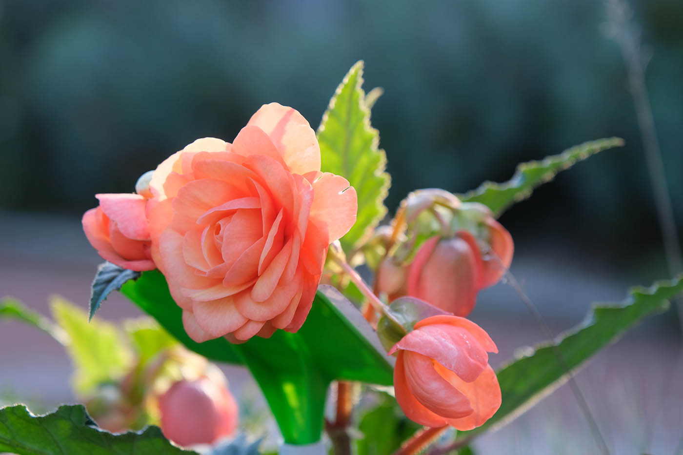 photo gros plan fleur