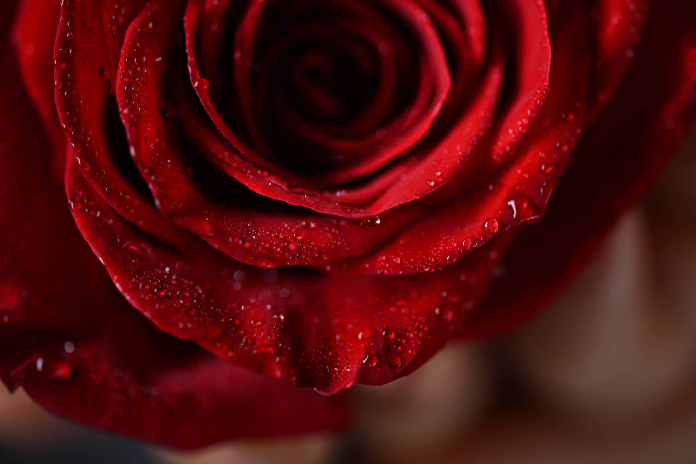photo fleur rose rouge macro
