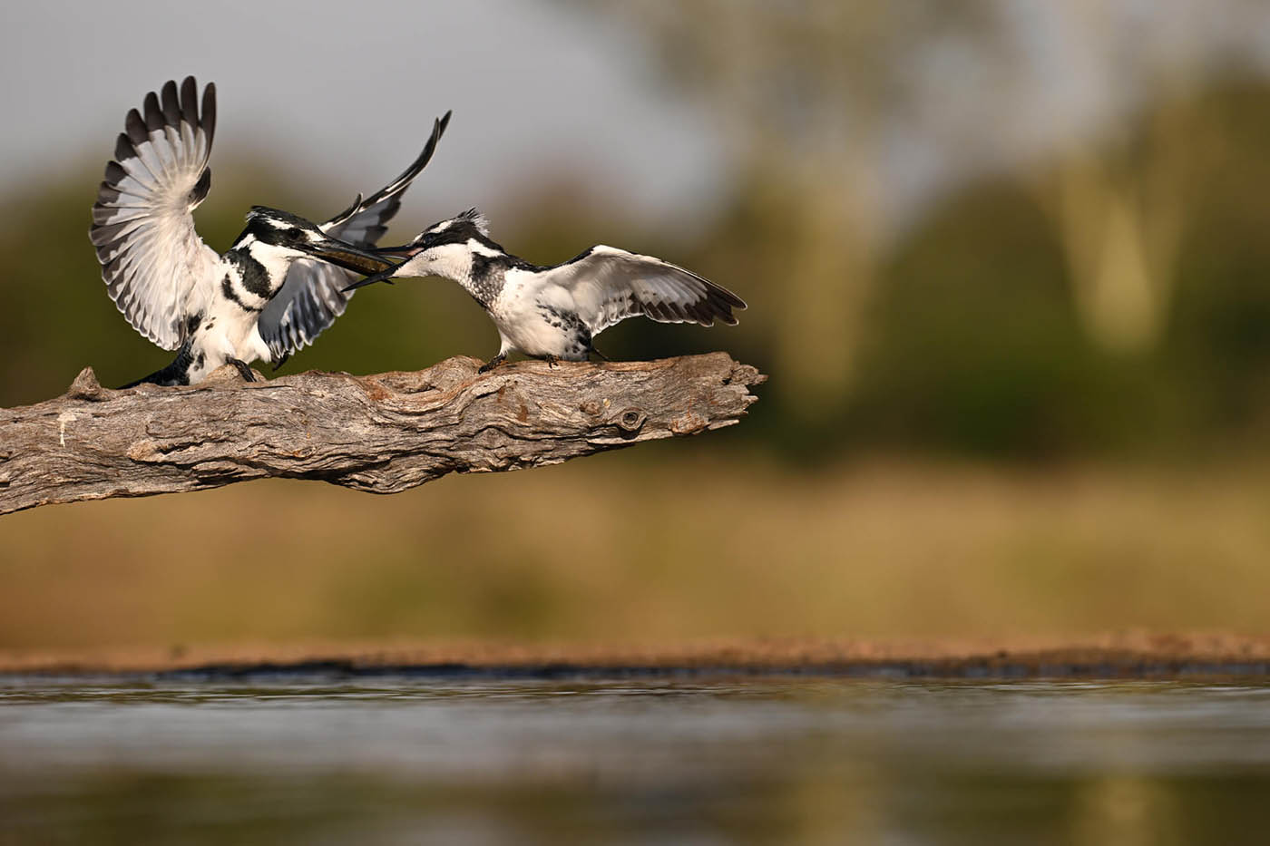 photographie oiseaux avec Nikon Z9