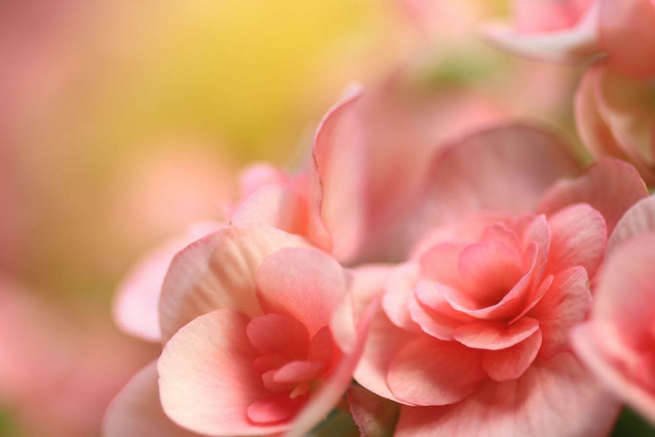 capteur APS-C bokeh